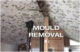 Pearson Mold Removal