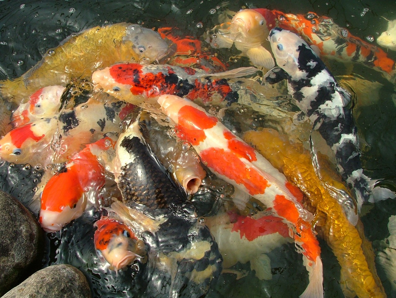 Male Koi