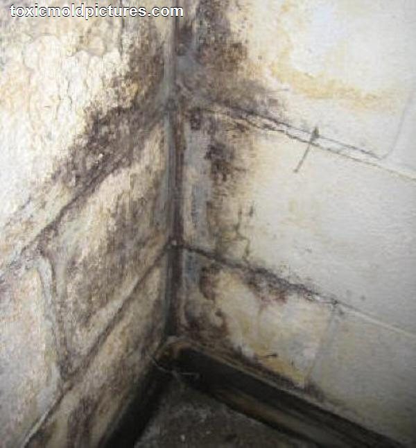 House Mold