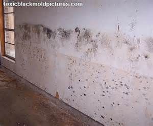 House Mold