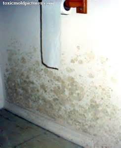 House Mold