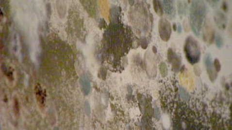 House Mold