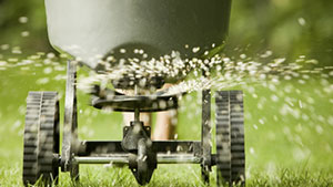 fertilization