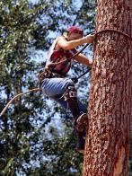 P&C Tree Service