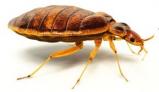Bedbug Extermination RI