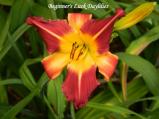 Beginner's Luck Daylilies