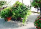 Home Grown Plants