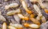 Empire Termite Solutions