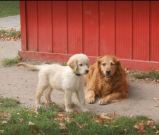 Bayfield Boarding Kennel