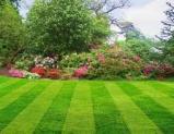 Dave Porcher Lawn Services